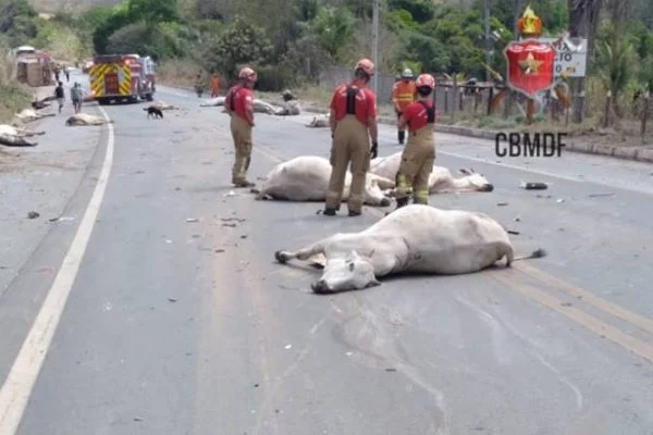 Carreta perde o controle e tomba após matar 21 bois atropelados no DF