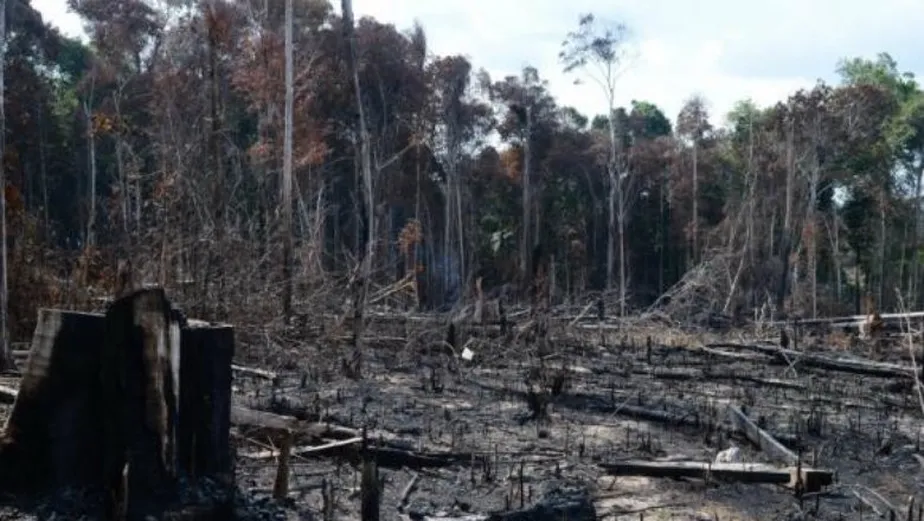 Operação combate crimes contra meio ambiente na Amazônia Legal