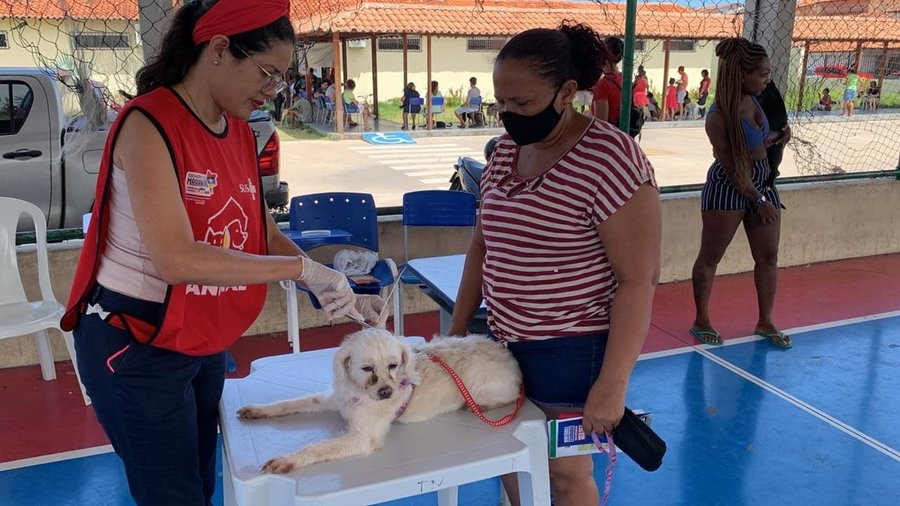 Ação oferece serviços de saúde para cães e gatos em São Luís