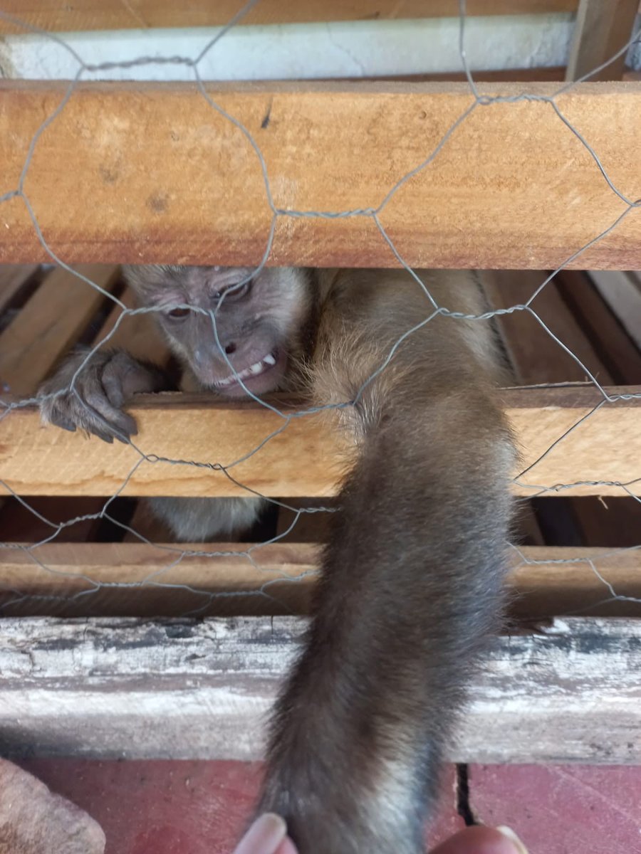 O retorno do Chico? Macaco visto ‘lavando louça’ e ‘afiando faca’ é capturado no Piauí