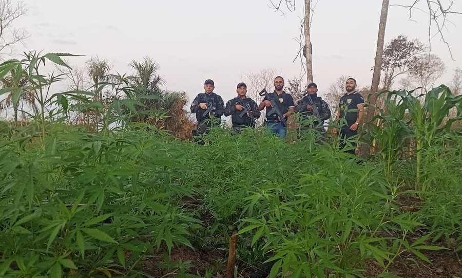 Forças de segurança apreendem plantação de maconha em Grajaú-MA
