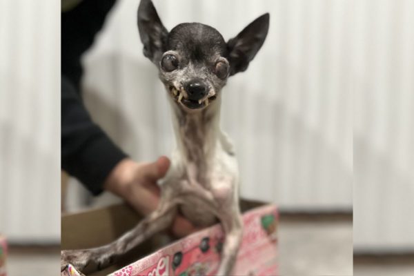 Concurso irá eleger cachorro mais feio do mundo; confira os candidatos