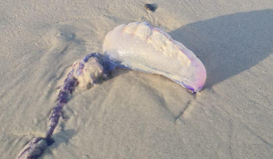 Bombeiros registram 43 acidentes com caravelas nas praias da Grande Ilha