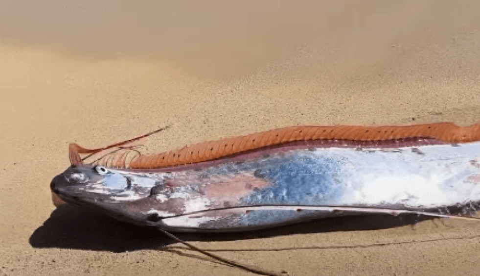 “Peixe do fim do mundo” aparece na areia de praia no México
