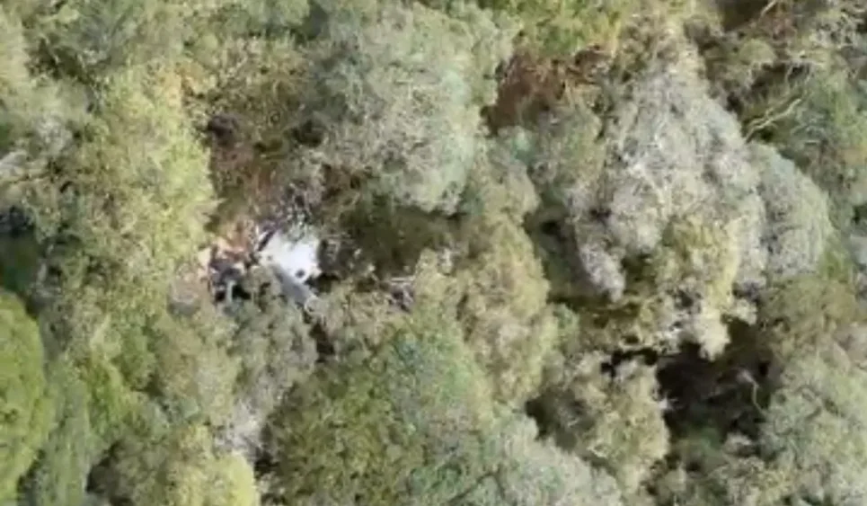Destroços de Helicóptero são localizados sem sobreviventes em SC